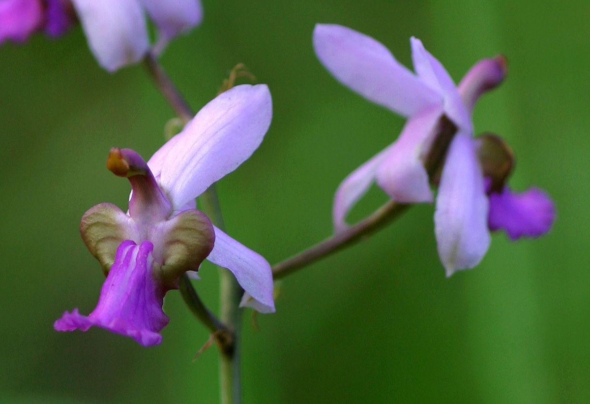 Eulophia livingstoneana Eulophia livingstoneana
