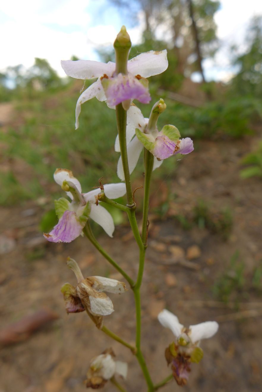 Eulophia livingstoneana Eulophia livingstoneana