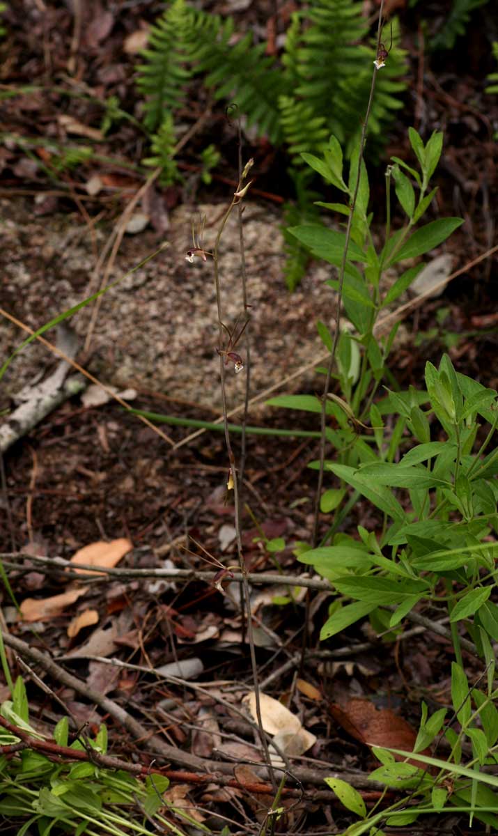 Eulophia longisepala Eulophia longisepala