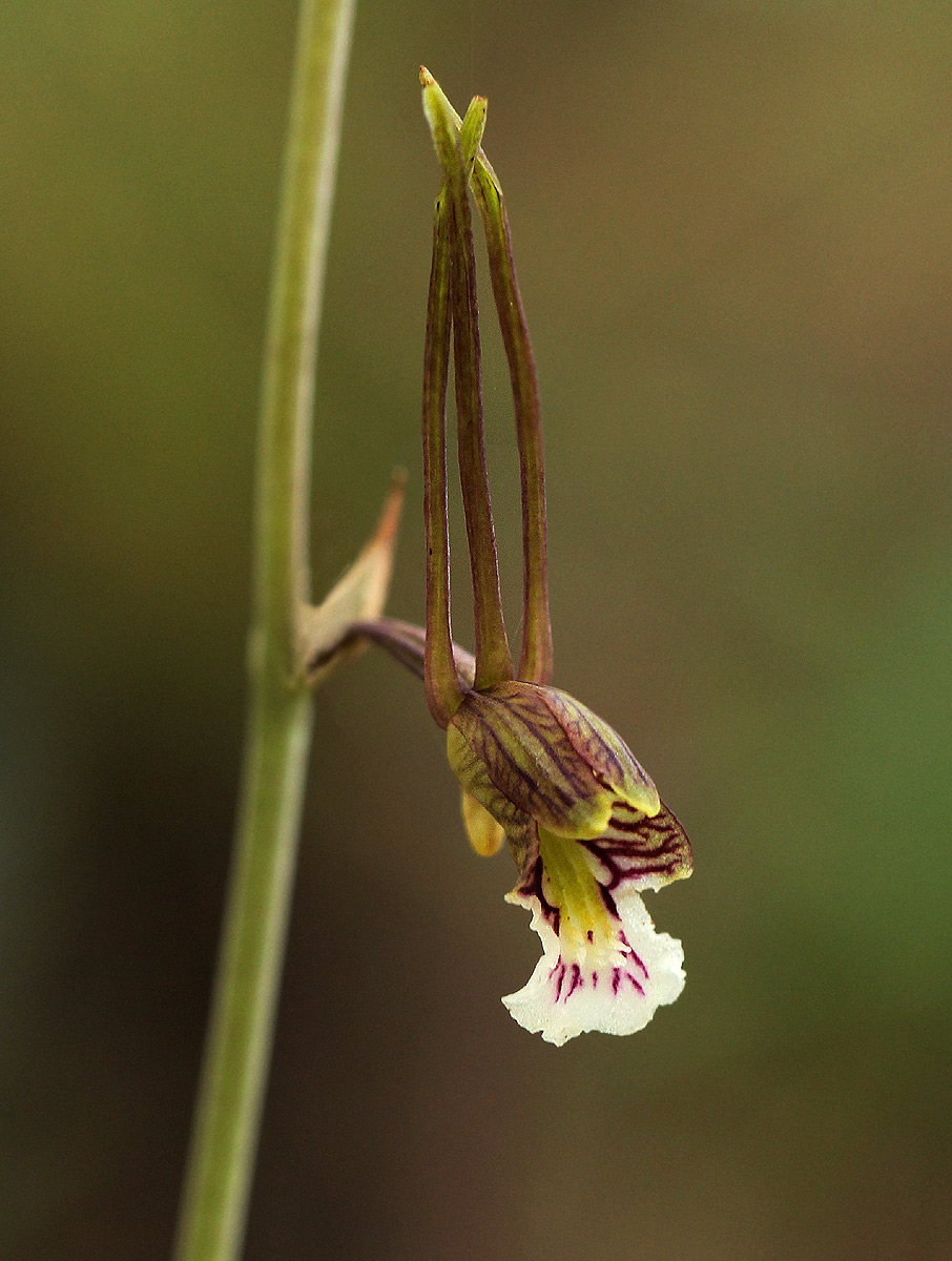 Eulophia longisepala Eulophia longisepala