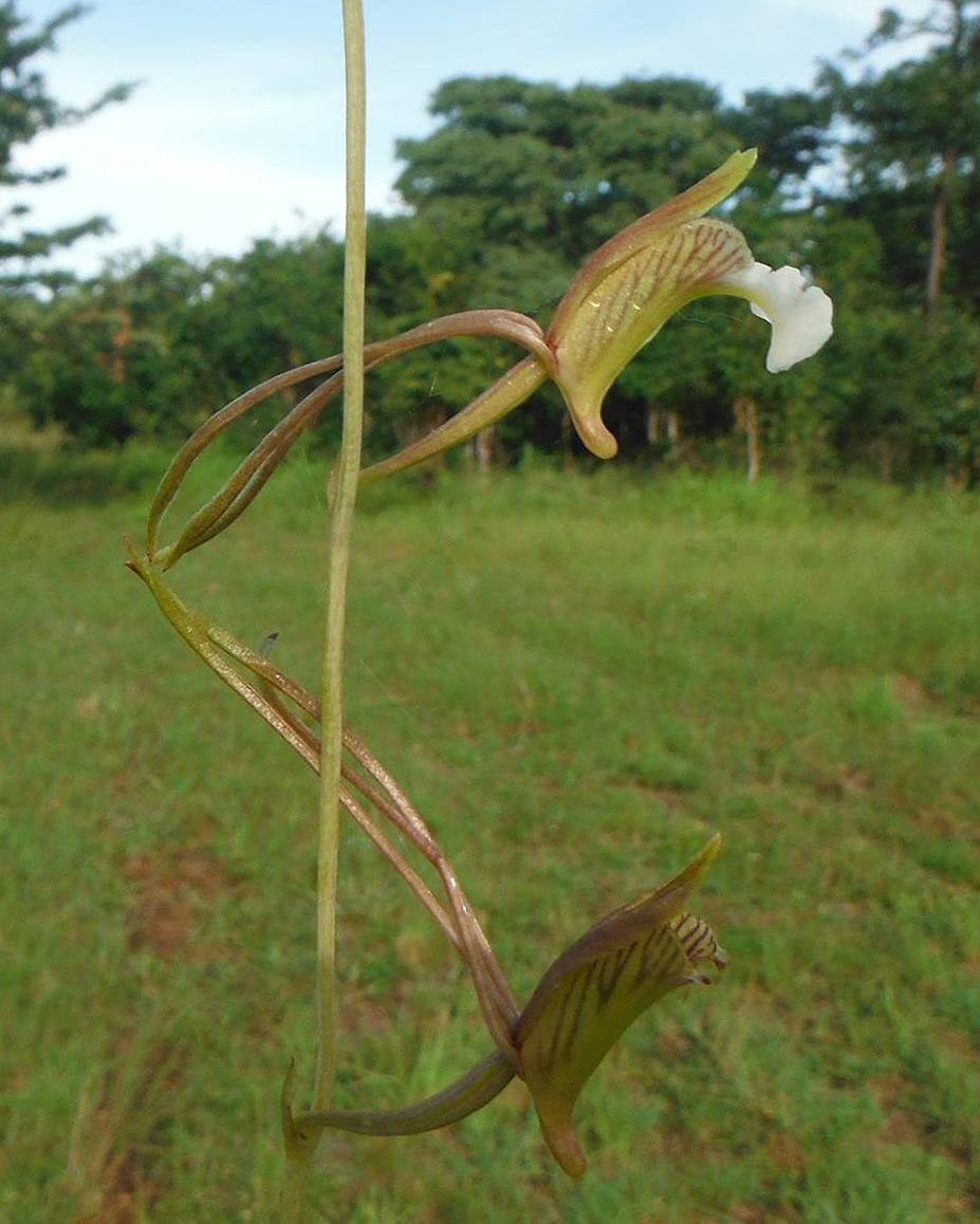 Eulophia longisepala Eulophia longisepala