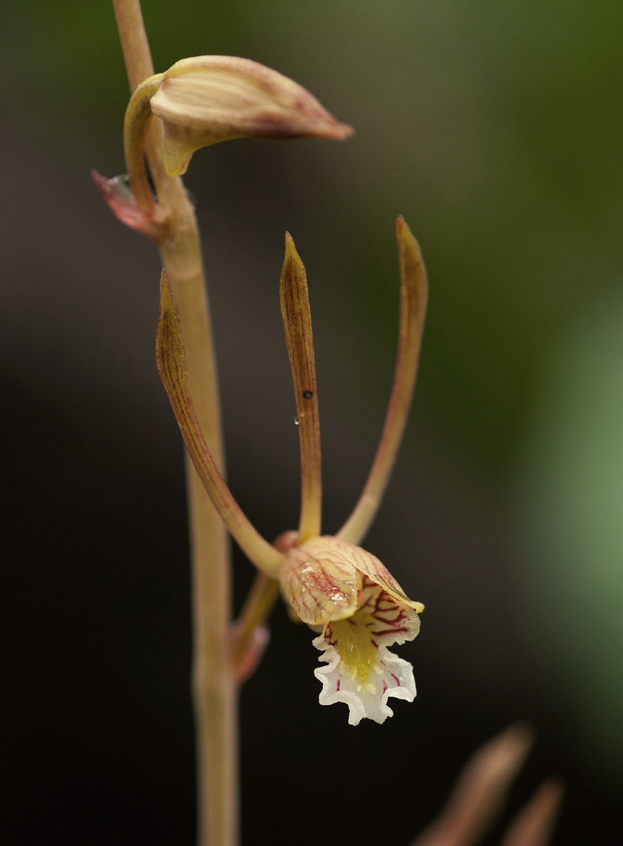 Eulophia longisepala Eulophia longisepala