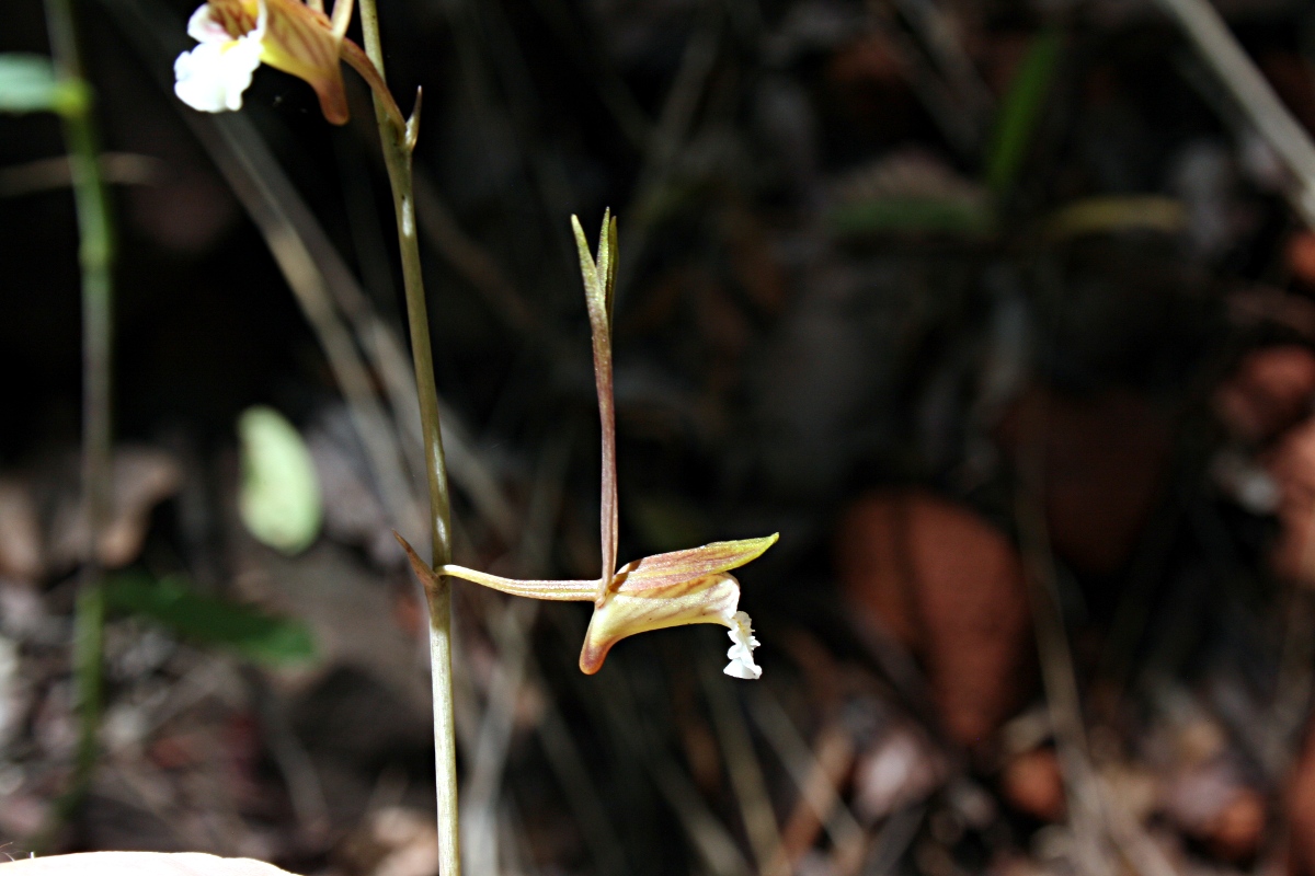 Eulophia longisepala Eulophia longisepala