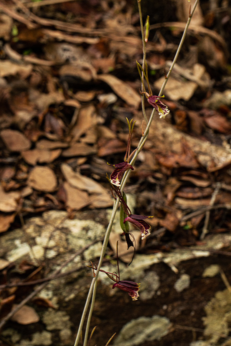 Eulophia longisepala Eulophia longisepala