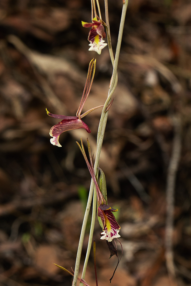 Eulophia longisepala Eulophia longisepala