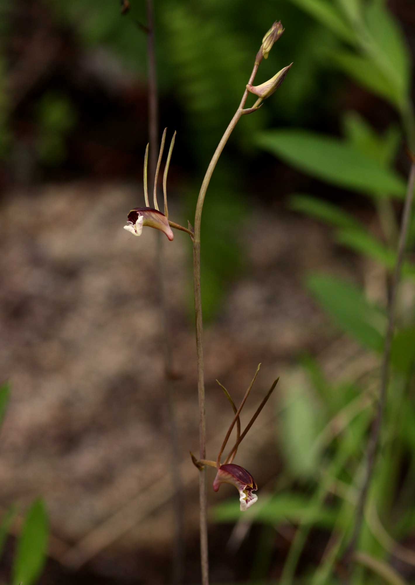 Eulophia longisepala Eulophia longisepala