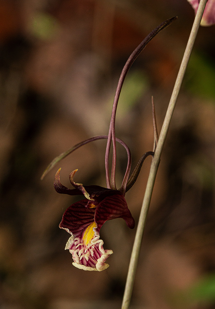 Eulophia longisepala Eulophia longisepala