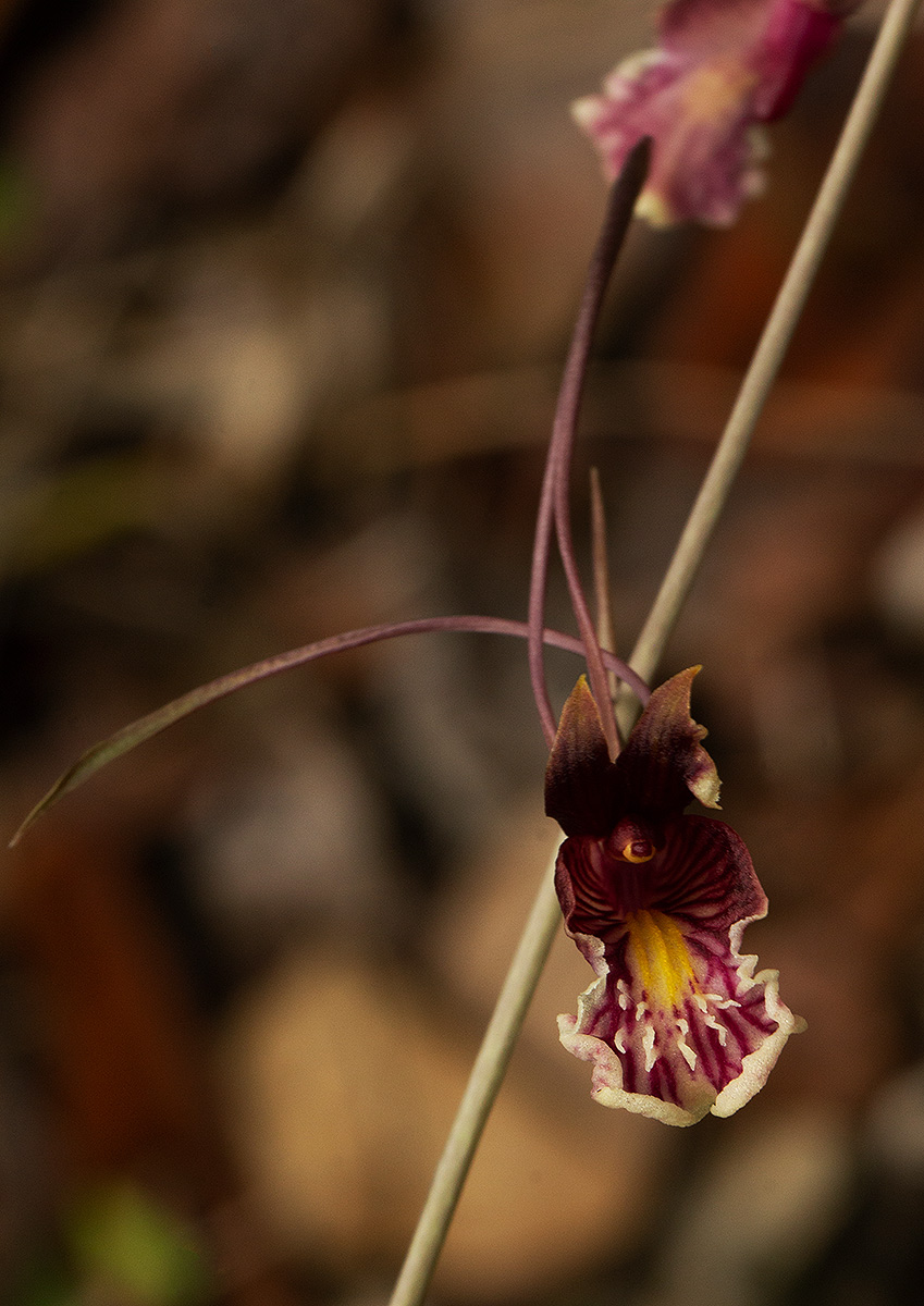 Eulophia longisepala Eulophia longisepala