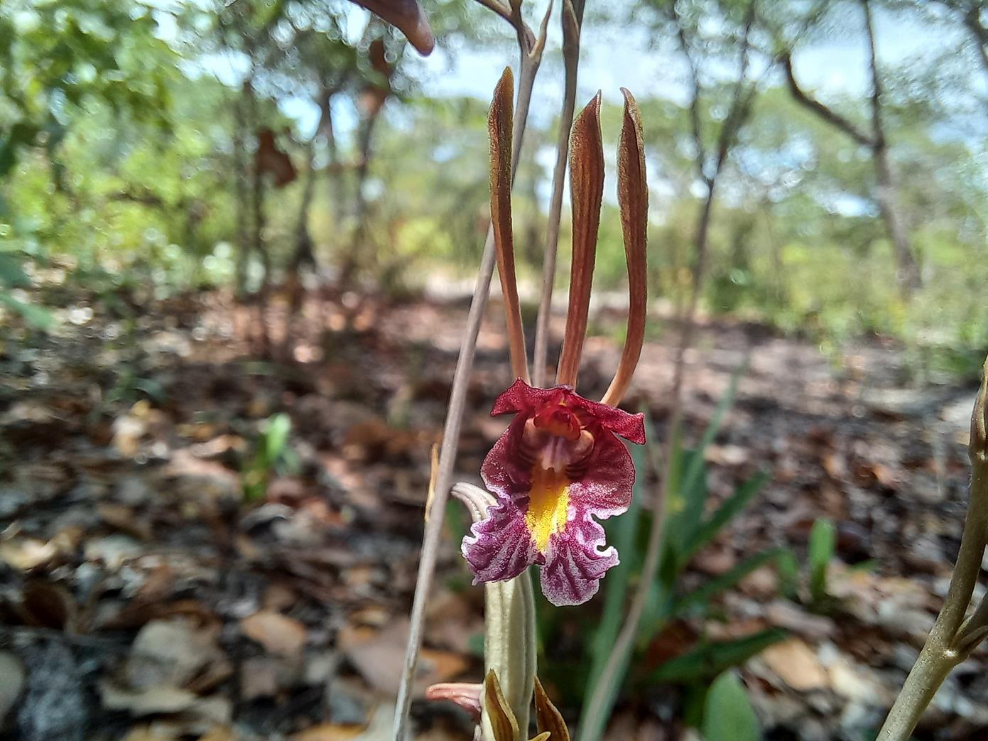 Eulophia longisepala Eulophia longisepala