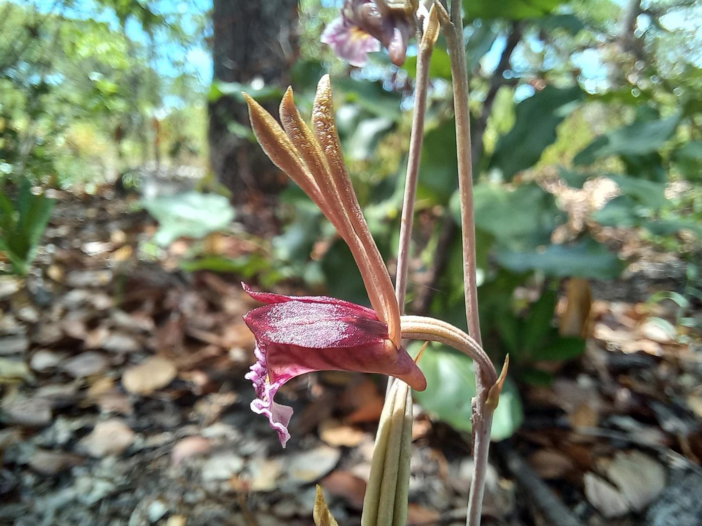 Eulophia longisepala Eulophia longisepala