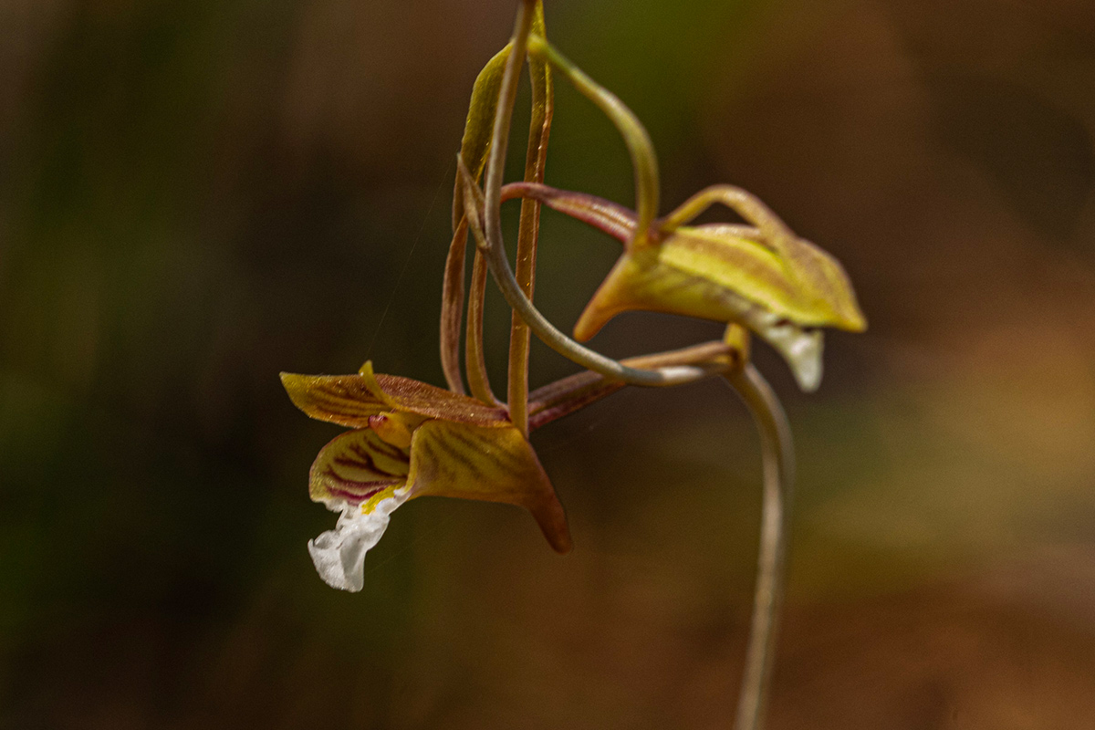 Eulophia longisepala Eulophia longisepala