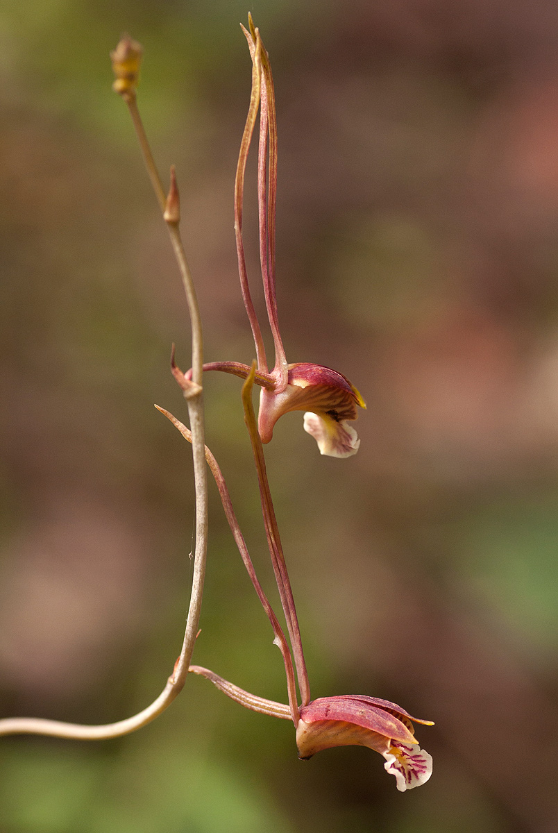 Eulophia longisepala Eulophia longisepala