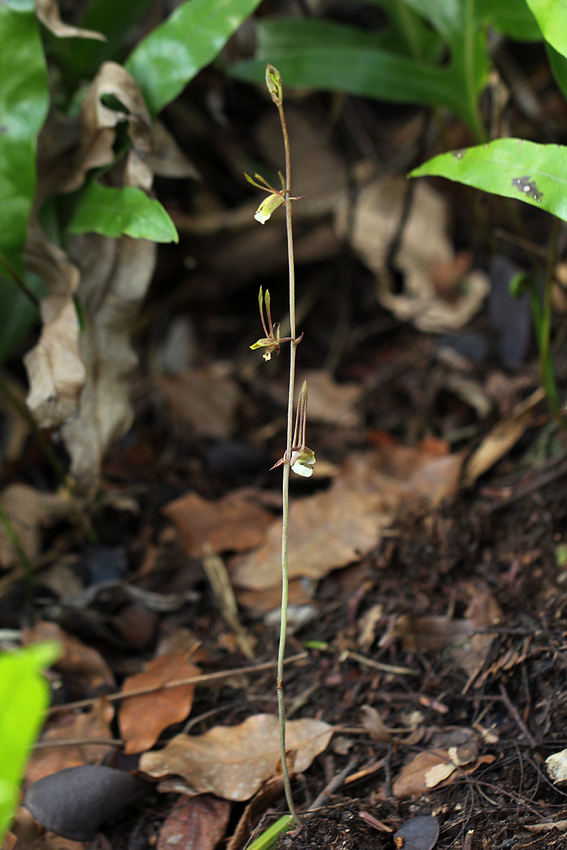 Eulophia longisepala Eulophia longisepala