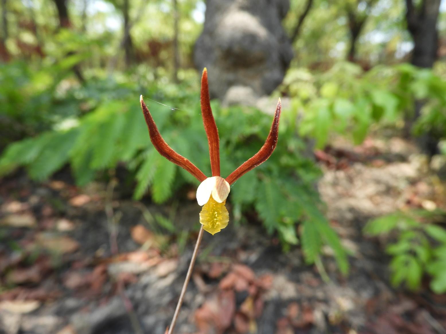 Eulophia mumbwaensis Eulophia mumbwaensis