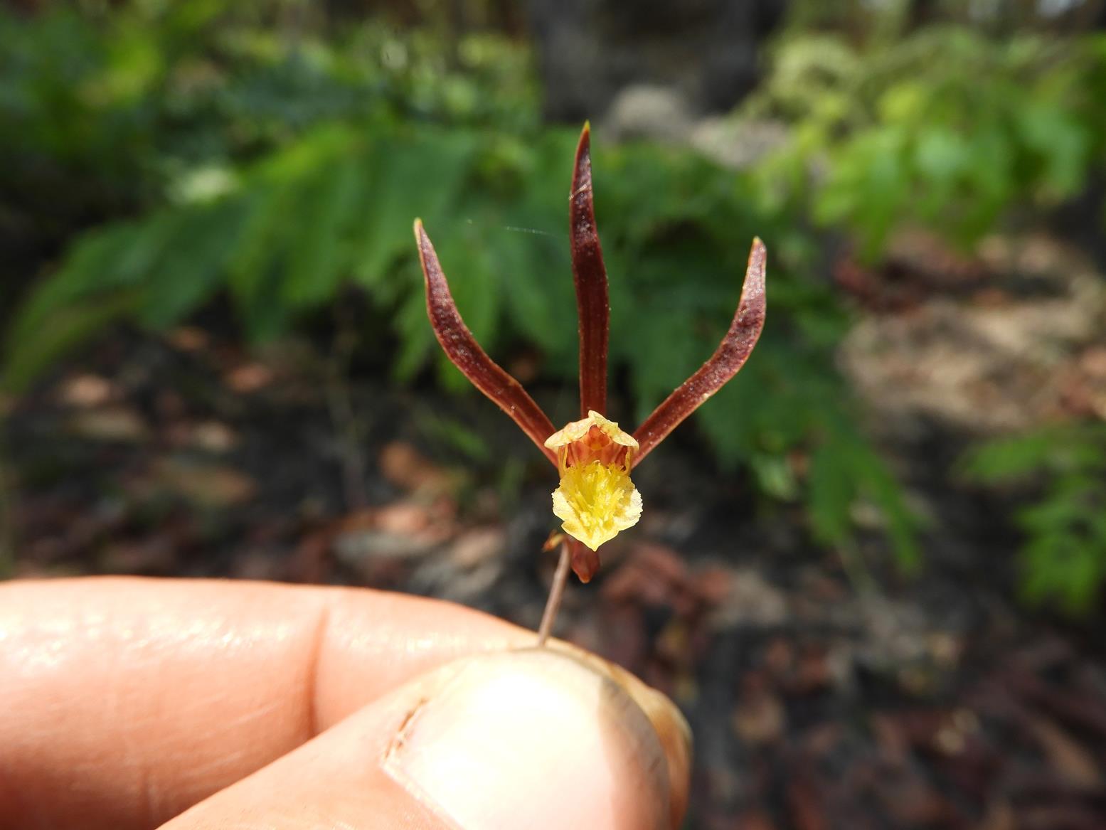 Eulophia mumbwaensis Eulophia mumbwaensis