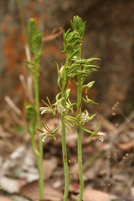 Eulophia nyasae Eulophia nyasae