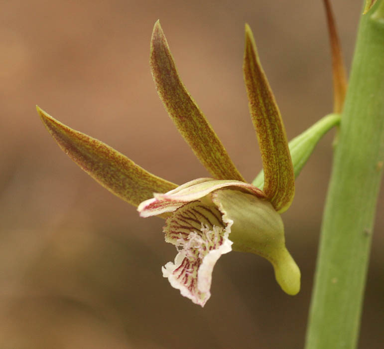 Eulophia nyasae Eulophia nyasae