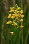 Orthochilus odontoglossus