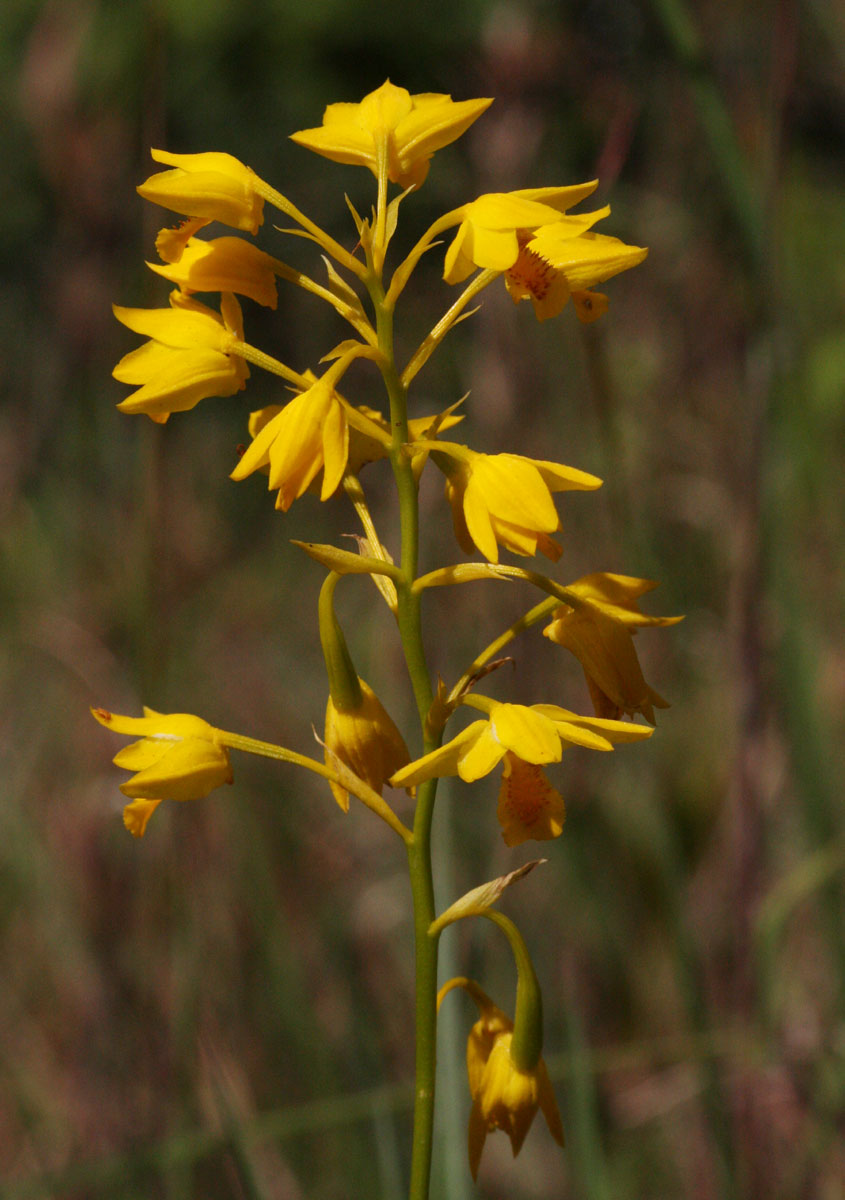Orthochilus odontoglossus Orthochilus odontoglossus
