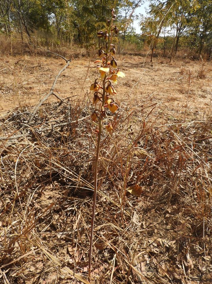 Eulophia orthoplectra Eulophia orthoplectra
