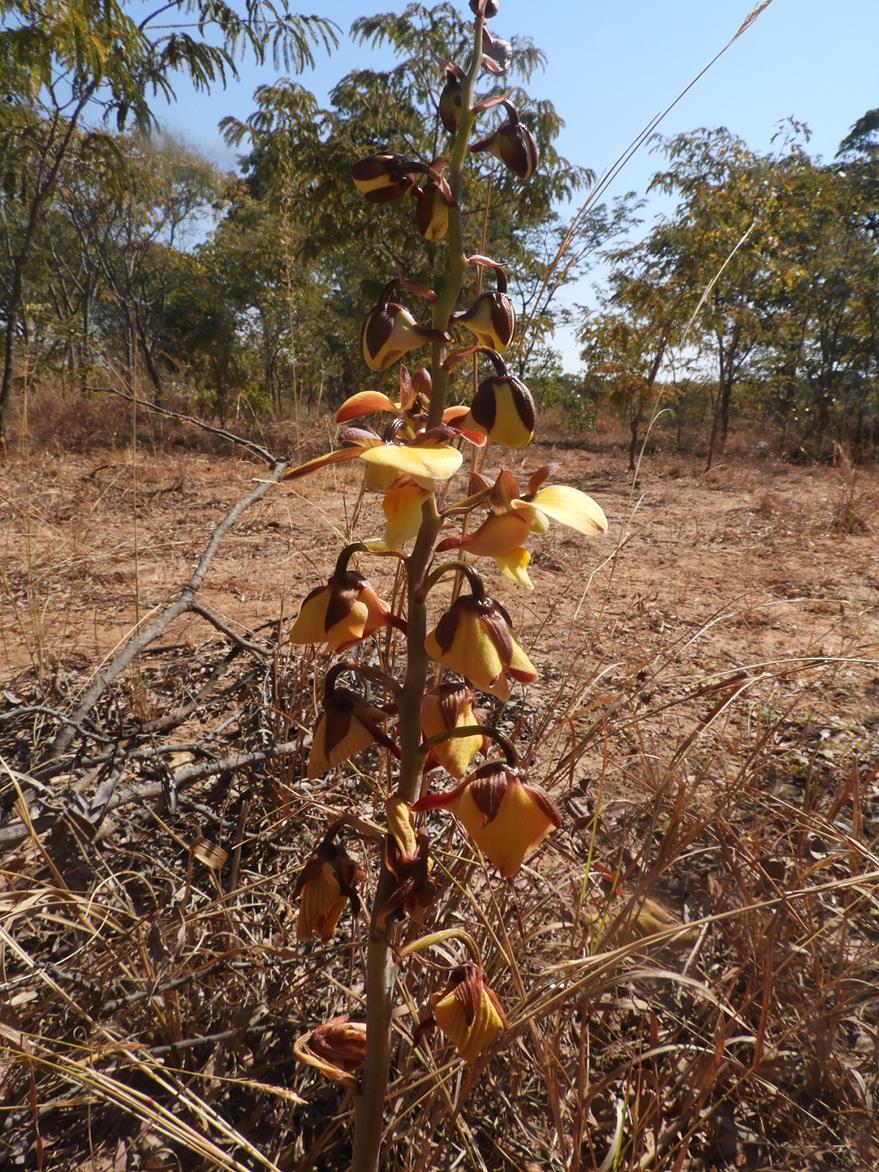 Eulophia orthoplectra Eulophia orthoplectra