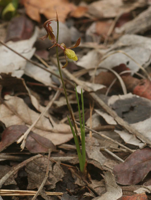 Eulophia penduliflora Eulophia penduliflora