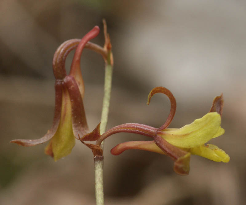 Eulophia penduliflora Eulophia penduliflora