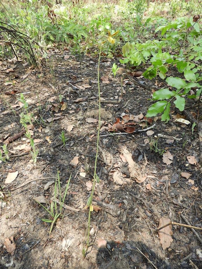 Eulophia penduliflora Eulophia penduliflora