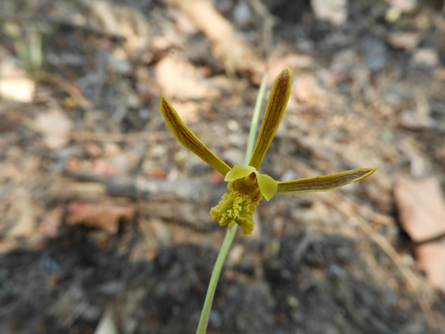 Eulophia penduliflora Eulophia penduliflora