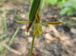 Eulophia penduliflora