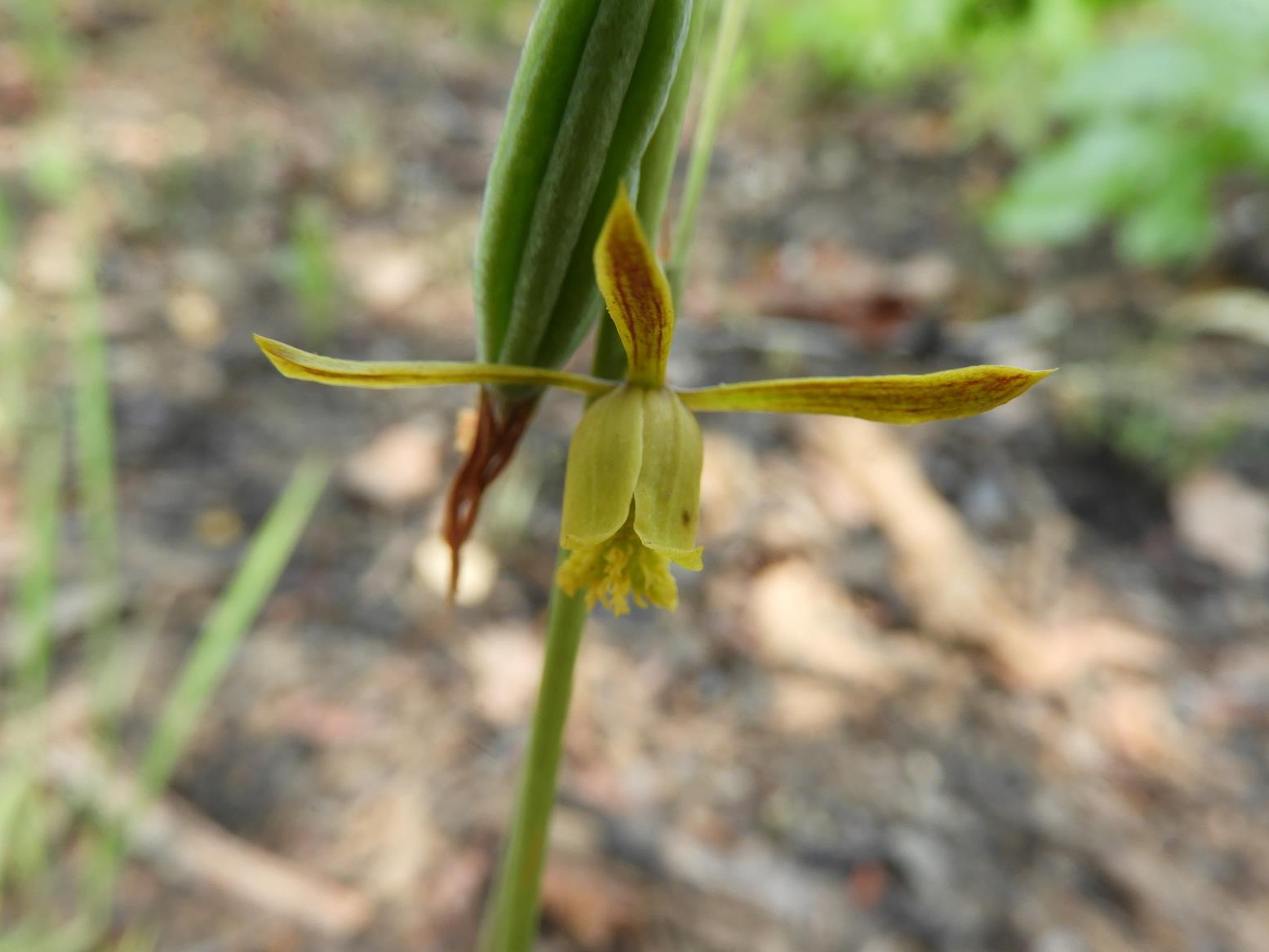 Eulophia penduliflora Eulophia penduliflora