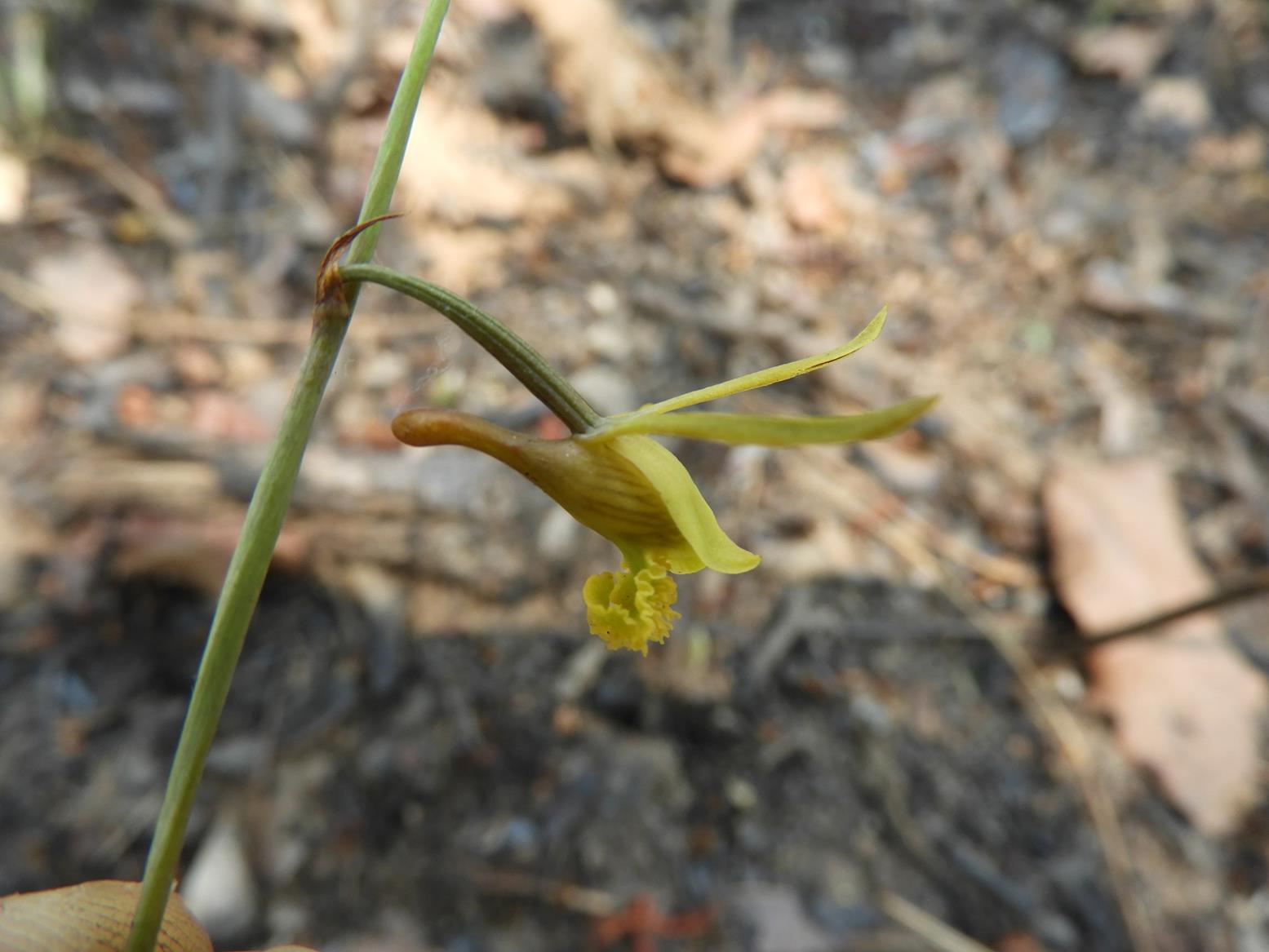 Eulophia penduliflora Eulophia penduliflora