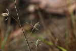 Eulophia seleensis