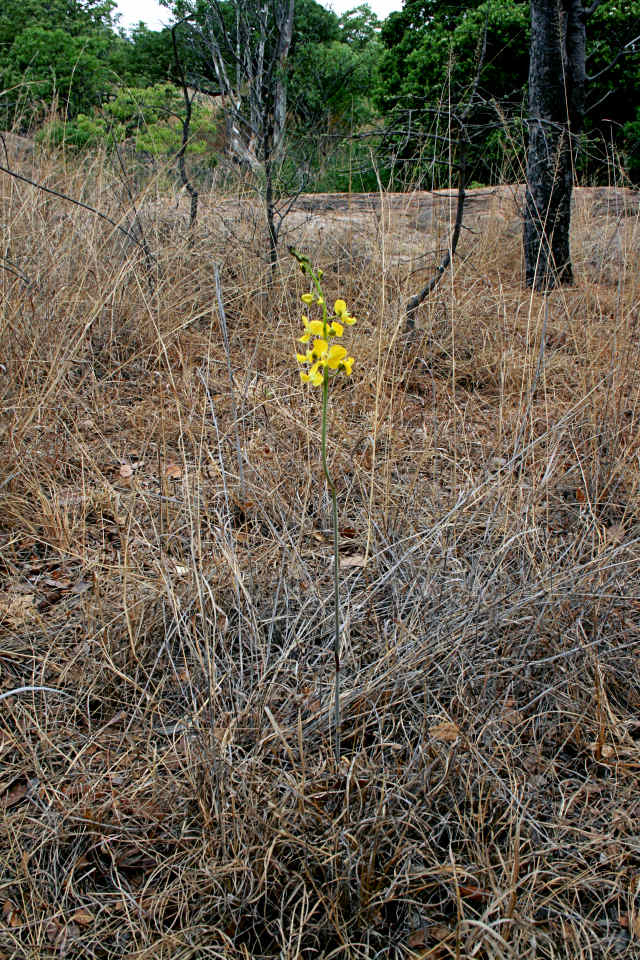 Eulophia speciosa Eulophia speciosa