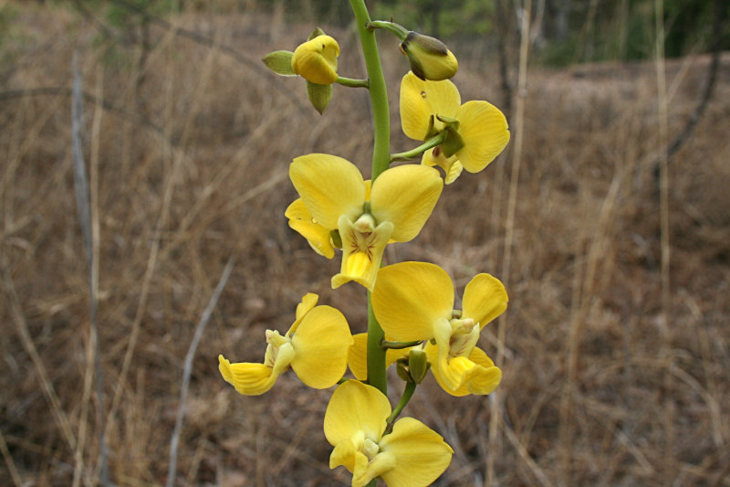 Eulophia speciosa Eulophia speciosa