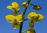 Eulophia speciosa