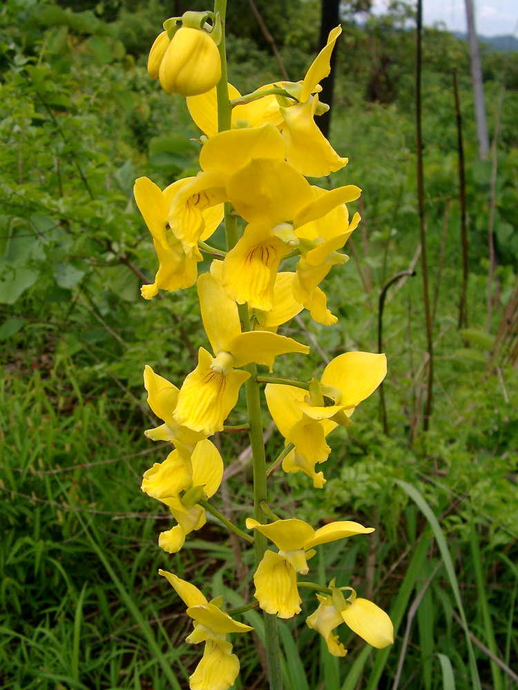 Eulophia speciosa Eulophia speciosa