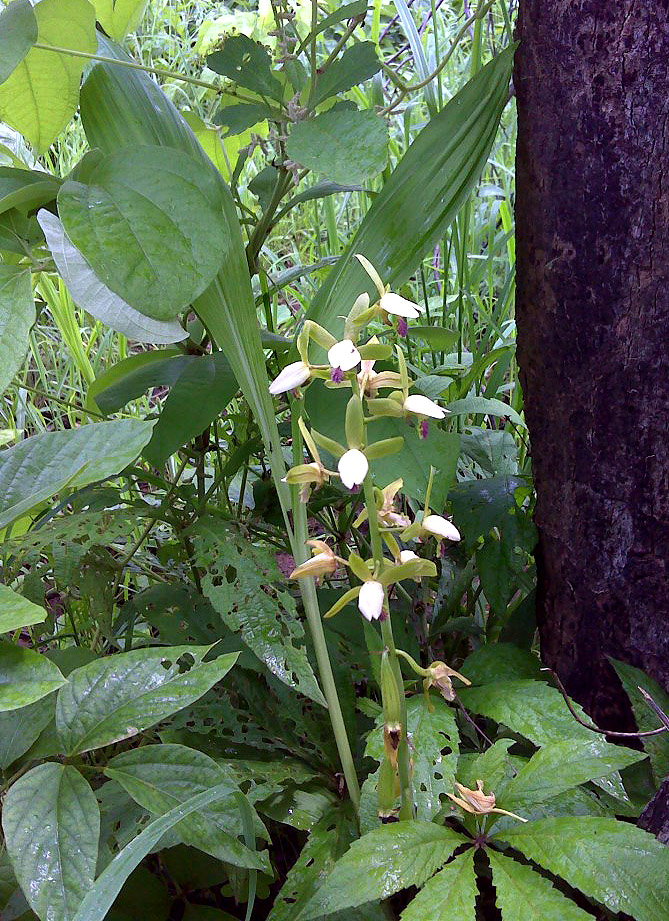 Eulophia stachyodes