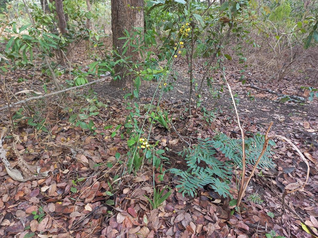 Eulophia streptopetala Eulophia streptopetala