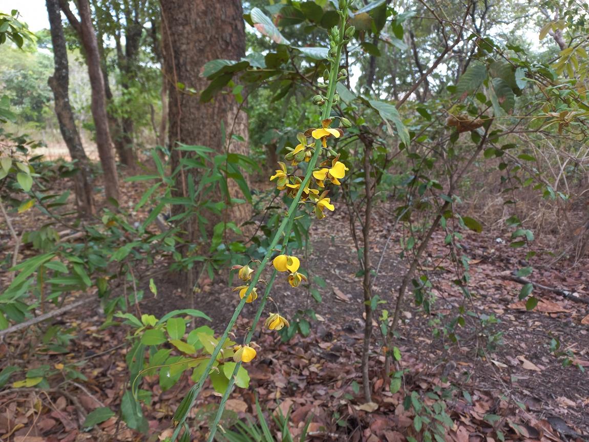 Eulophia streptopetala Eulophia streptopetala