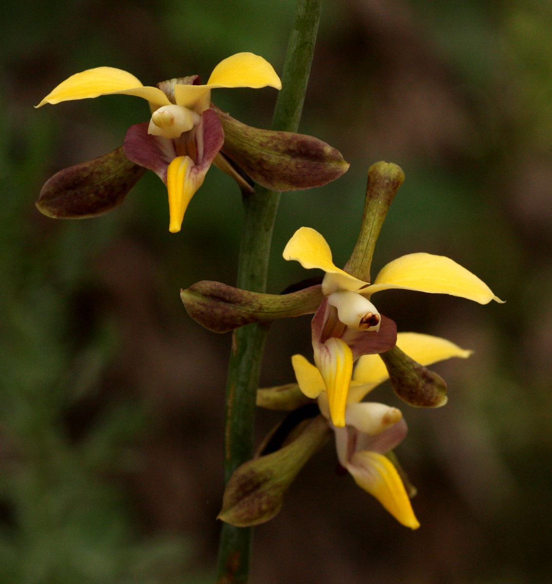 Eulophia streptopetala Eulophia streptopetala