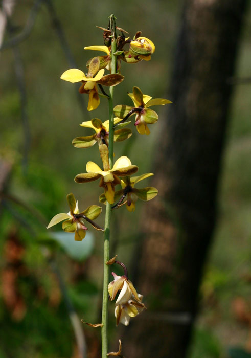 Eulophia streptopetala Eulophia streptopetala