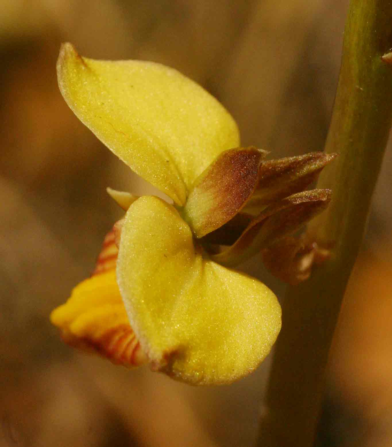 Eulophia tuberculata Eulophia tuberculata