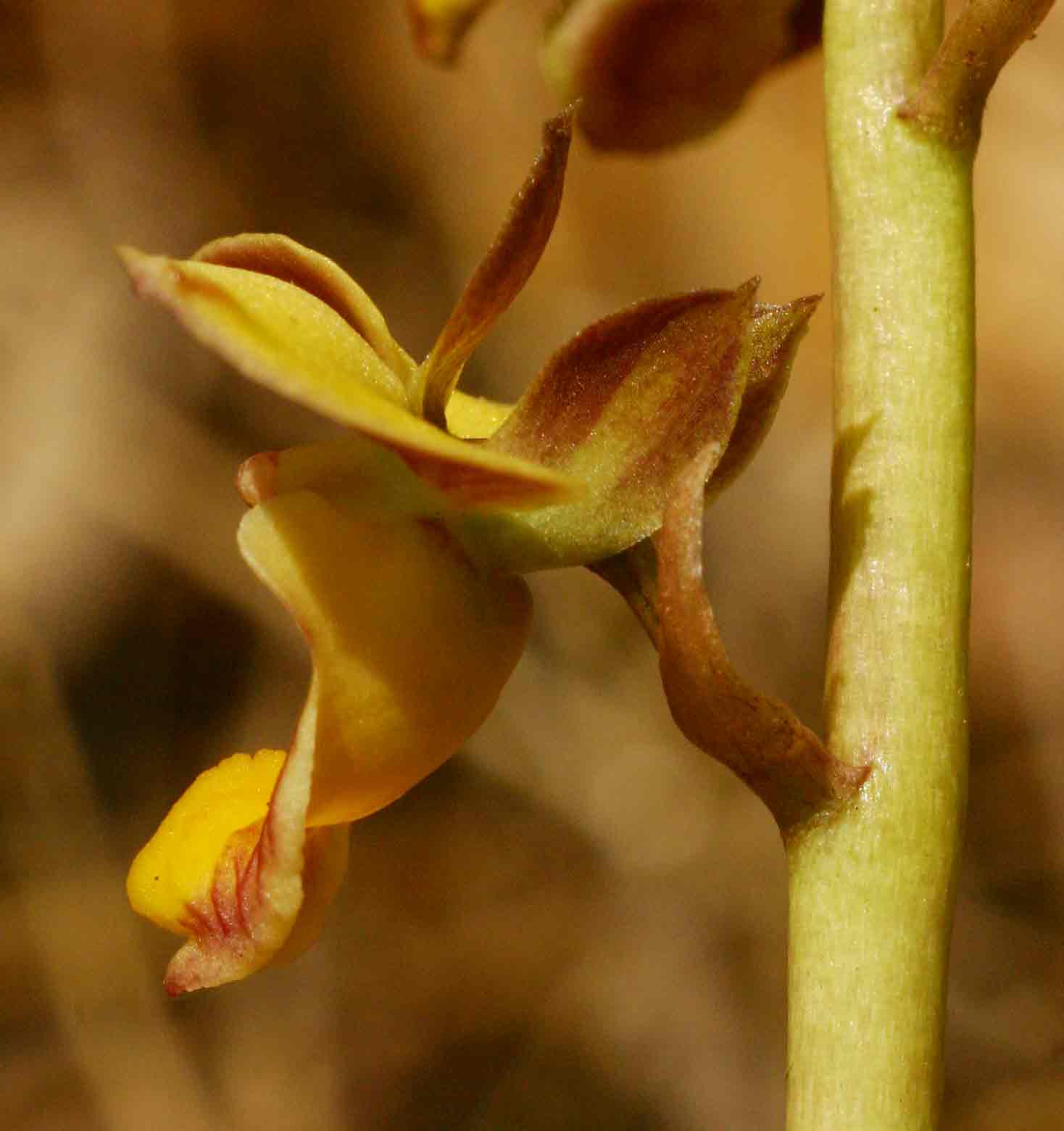 Eulophia tuberculata Eulophia tuberculata