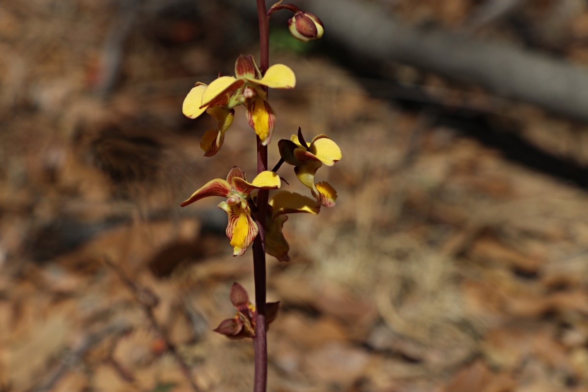 Eulophia tuberculata Eulophia tuberculata