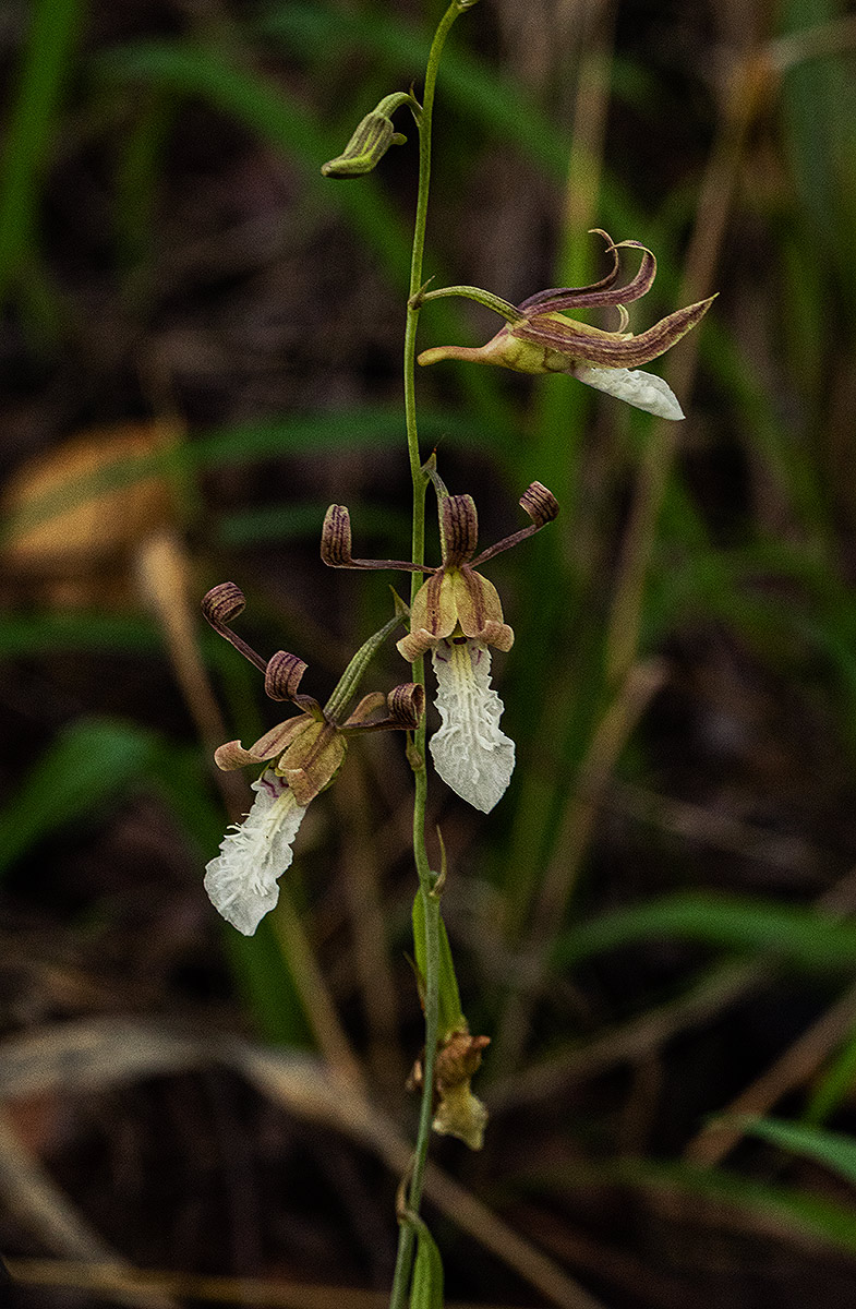 Eulophia venulosa Eulophia venulosa