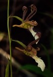 Eulophia venulosa