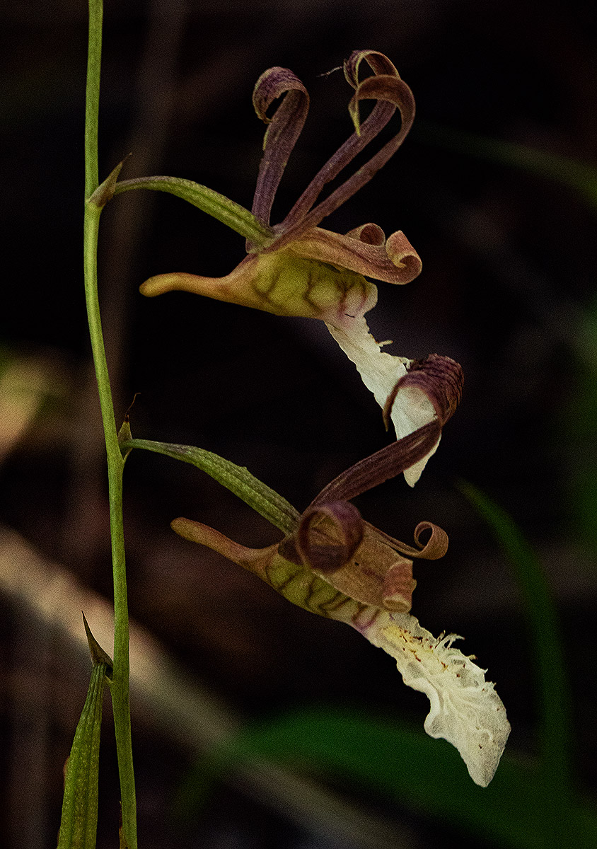 Eulophia venulosa Eulophia venulosa