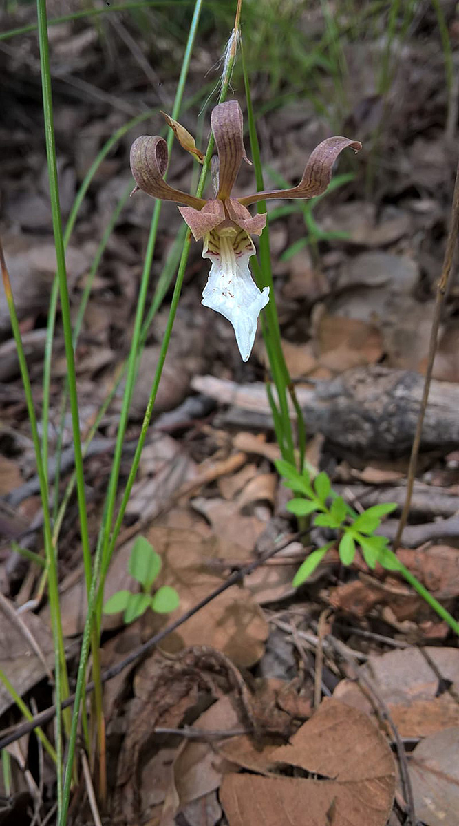 Eulophia venulosa Eulophia venulosa