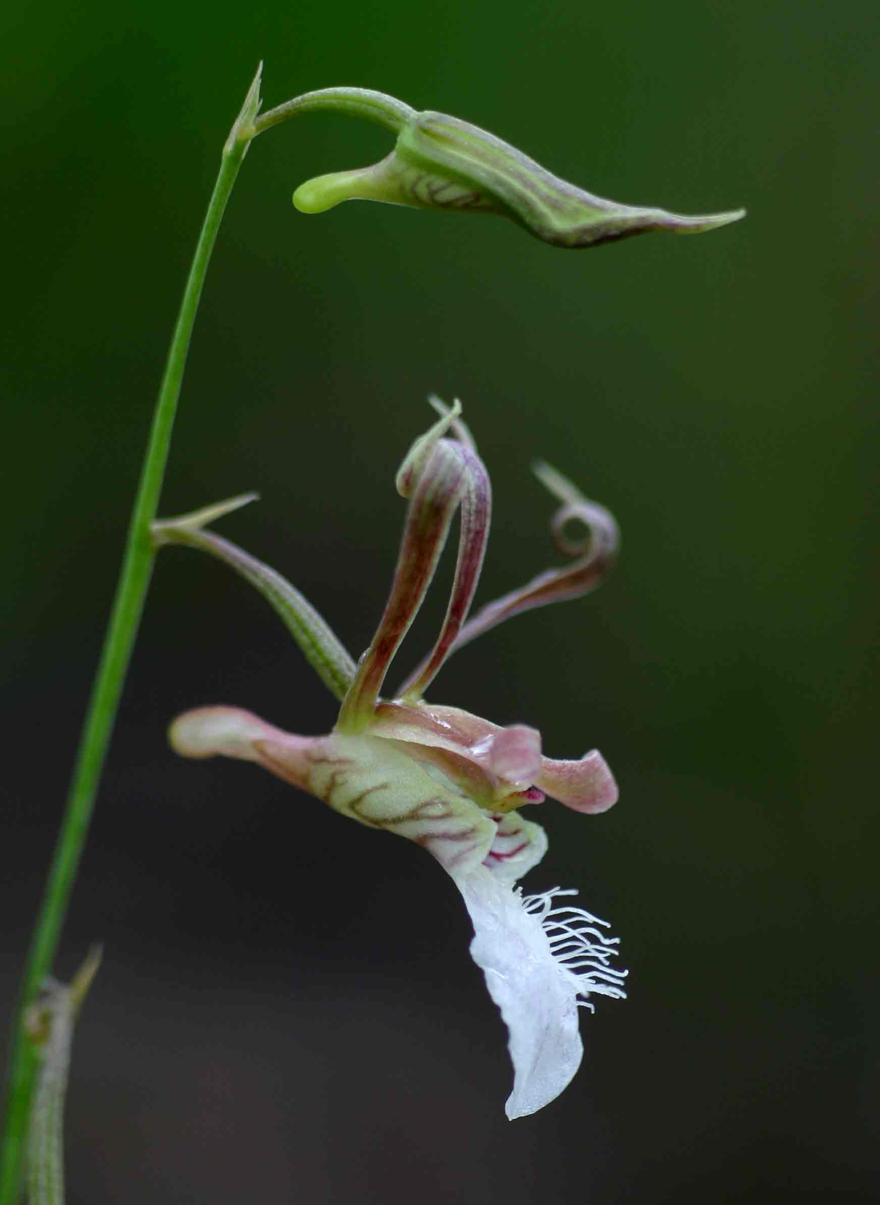 Eulophia venulosa Eulophia venulosa